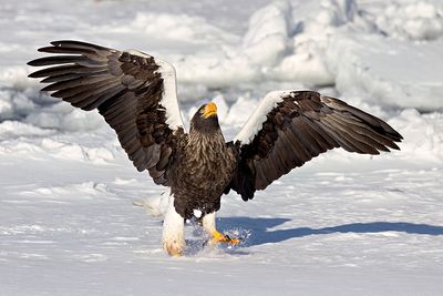 Steller's Sea Eagle (Haliaeetus pelagicus)