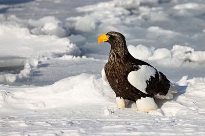 Steller's Sea Eagle (Haliaeetus pelagicus)