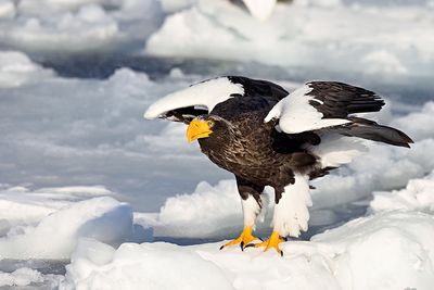 Steller's Sea Eagle (Haliaeetus pelagicus)