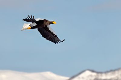 Steller's Sea Eagle (Haliaeetus pelagicus)