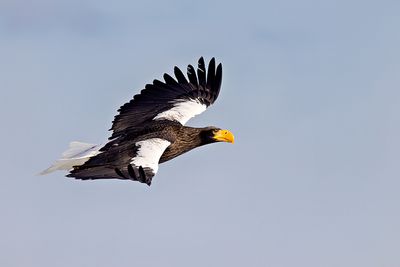 Steller's Sea Eagle (Haliaeetus pelagicus)