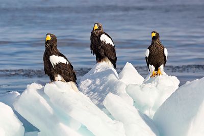 Steller's Sea Eagle (Haliaeetus pelagicus)