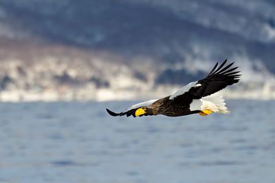 Steller's Sea Eagle (Haliaeetus pelagicus)