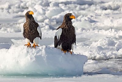 Steller's Sea Eagle (Haliaeetus pelagicus)