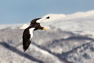 Steller's Sea Eagle (Haliaeetus pelagicus)