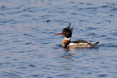 Red-breasted Merganser (Mergus serrator)