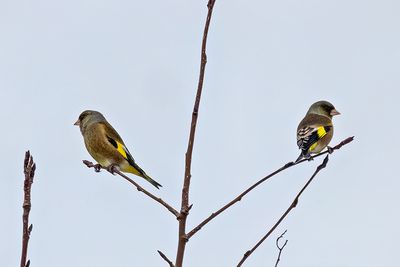 Grey-capped/Bonin Greenfinch (Chloris sinica)