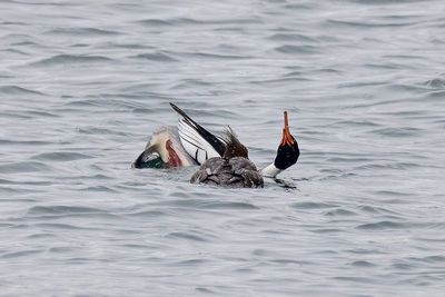 Red-breasted Merganser (Mergus serrator)