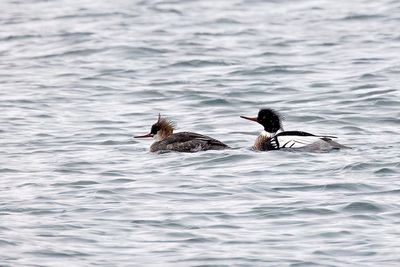 Red-breasted Merganser (Mergus serrator)