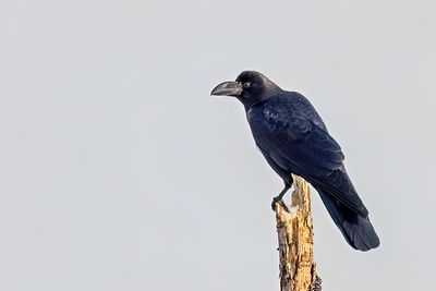 Large-billed Crow Corvus (macrorhynchos)