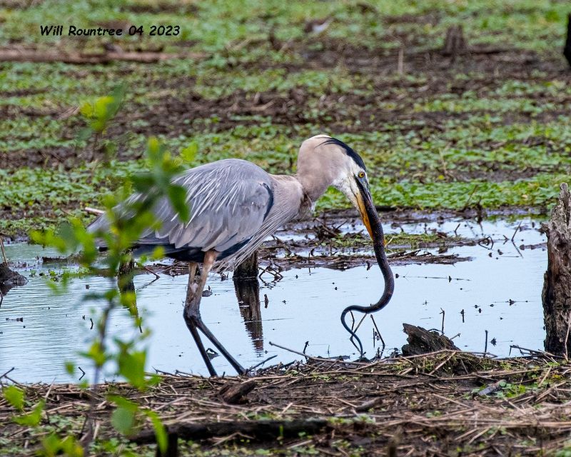 5F1A8281 Great Blue Heron .jpg