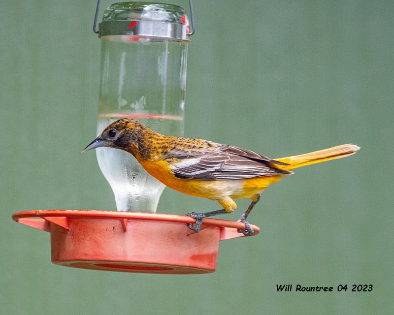 5F1A9528 Baltimore Oriole .jpg