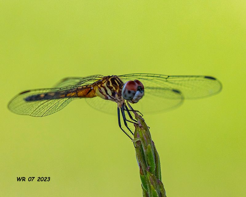 5F1A0560 Blue Dasher (Pachydiplax longipennis) .jpg