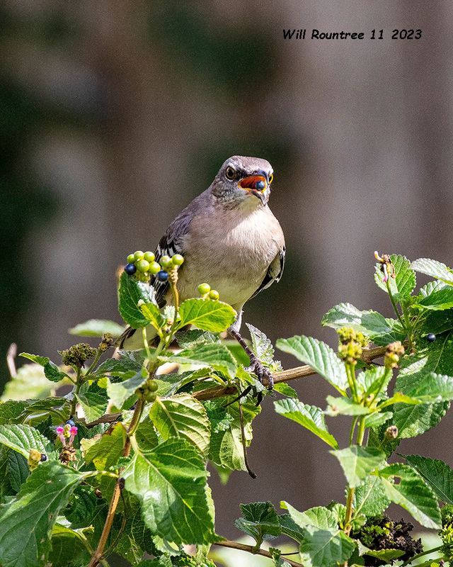 5F1A3176 Northern Mockingbird with Lantana berry .jpg