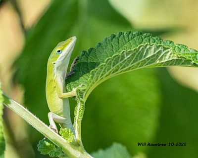 5F1A6210. Green Anole .jpg