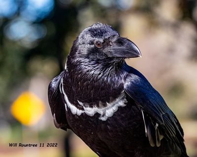 5F1A6496 white-necked raven .jpg