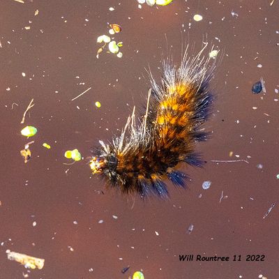 5F1A6511 Larva in the lake .jpg