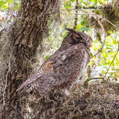 5F1A7182 Great-Horned Owl .jpg