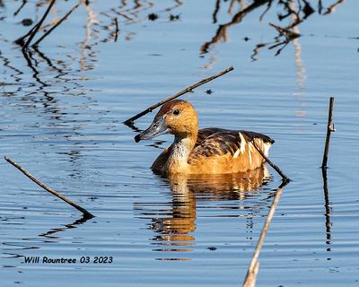 5F1A7276 Fulvous Whistling Duck .jpg