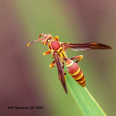 5F1A7415 Guinea Paper Wasp (Polistes exclamans) .jpg