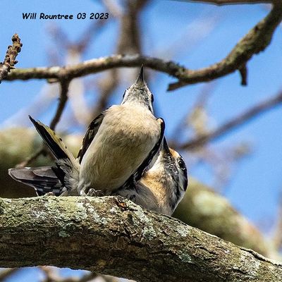 5F1A7489 Downy Woodpeckers - Picoides pubescens .jpg