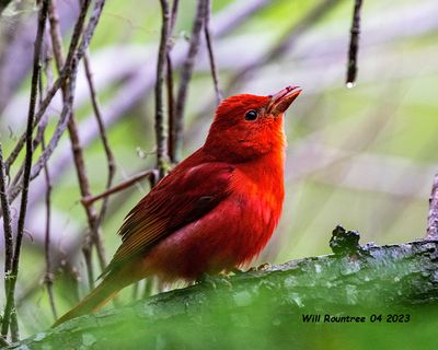 5F1A7787 Summer Tanager and dew berry .jpg