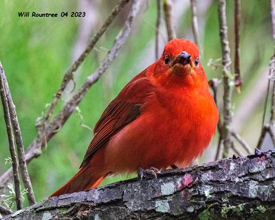 5F1A7794 Summer Tanager and dew berry  copy.jpg
