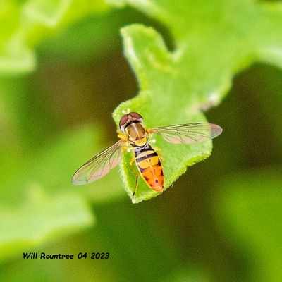 5F1A8127 Hoverfly .jpg