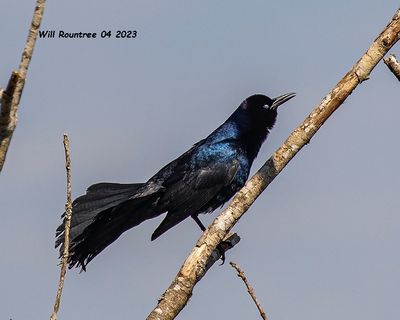 5F1A8447 Boat-tailed Grackle .jpg