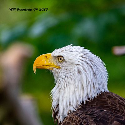 5F1A8689 American Bald Eagle jpg.jpg