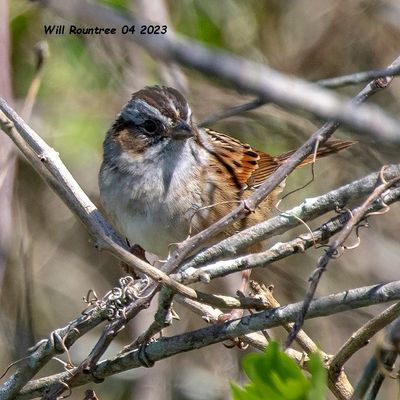 5F1A9026-2  Swamp Sparrow .jpg