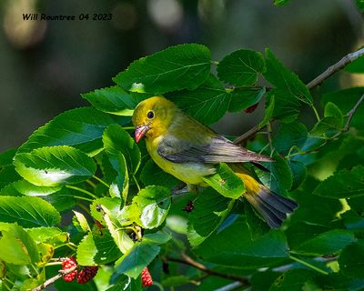 5F1A9104 Scarlet Tanager f  .jpg