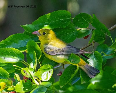5F1A9112 Scarlet Tanager f .jpg
