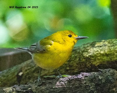 5F1A9130 Prothonotary Warbler .jpg