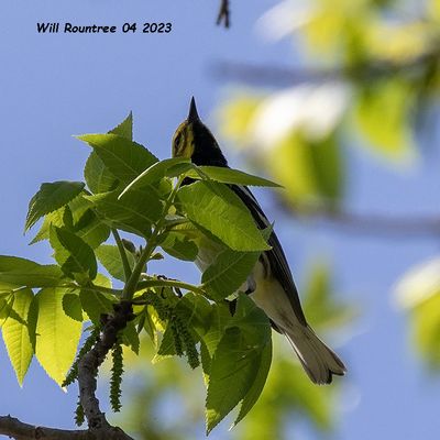 5F1A9164 Black-throated Green Warbler .jpg