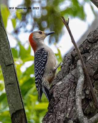 5F1A9271 Red-bellied Woodpecker .jpg