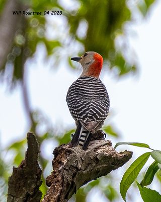 5F1A9281 Red-bellied Woodpecker .jpg