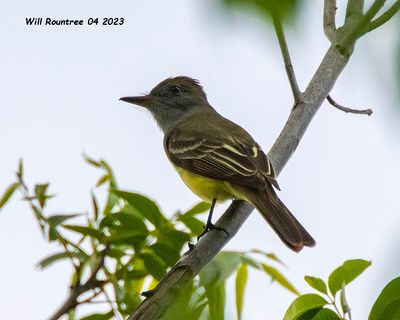 5F1A9585 Great Crested Flycatcher. .jpg
