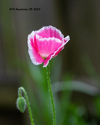 5F1A9977 Pink Flower .jpg