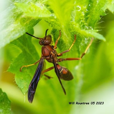 5F1A0018 Umbrella Paper Wasps (Polistes)  Subgenus Fuscopolistes (Polistes Subgenus Fuscopolistes).jpg