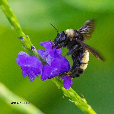 5F1A0285 American Bumble Bee (Bombus pensylvanicus) .jpg