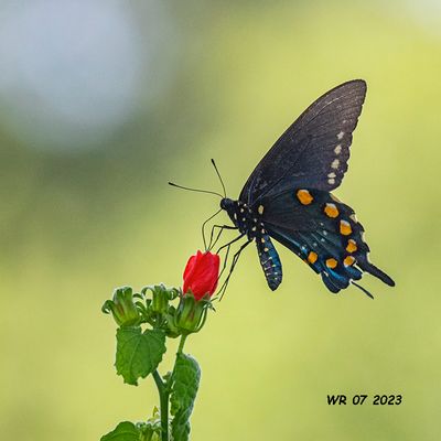 5F1A0577 Pipevine Swallowtail (Battus philenor) .jpg