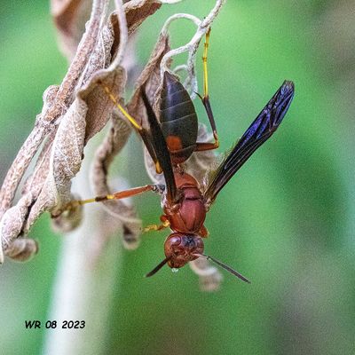5F1A0815 Metric Paper Wasp (Polistes metricus) .jpg