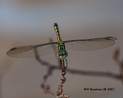 5F1A0949 Blue Dasher .jpg