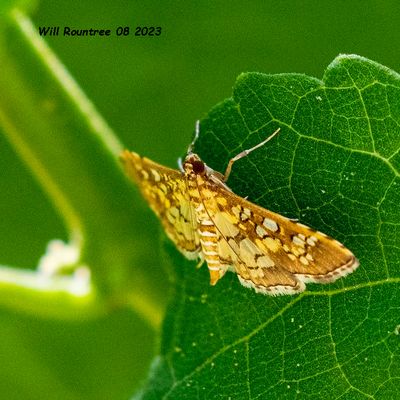 5F1A1227  unknown small butterfly-moth  .jpg