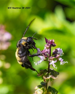 5F1A1322 American Bumble Bee (Bombus pensylvanicus) .jpg