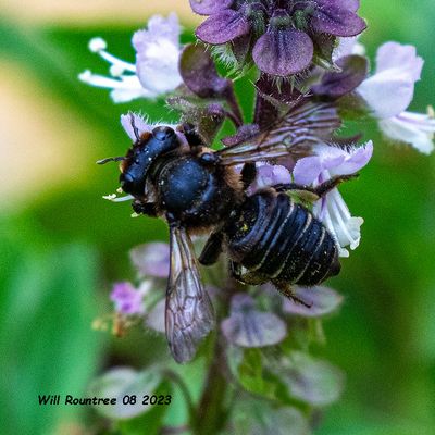5F1A1609 Leafcutter and Resin Bees (Megachile)  Subgenus Pseudocentron (Megachile Subgenus Pseudocentron)  Megachile prui .jpg