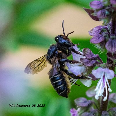 5F1A1622 Leafcutter and Resin Bees (Megachile) » Subgenus Pseudocentron (Megachile Subgenus Pseudocentron) » Megachile prui .jpg
