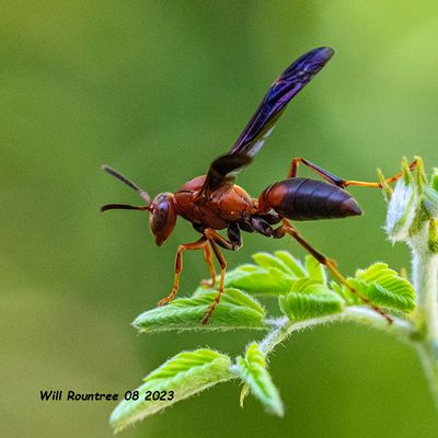 5F1A1658 Umbrella Paper Wasps (Polistes) » Subgenus Fuscopolistes (Polistes Subgenus Fuscopolistes) .jpg
