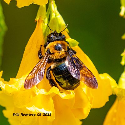 5F1A1684  Eastern Carpenter Bee (Xylocopa virginica) .jpg